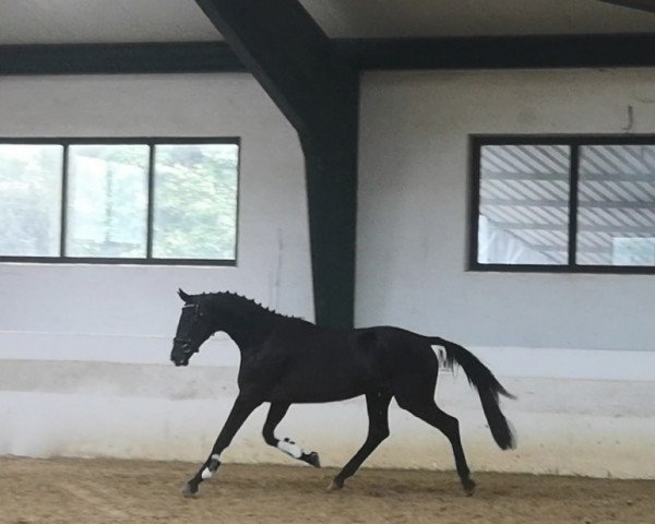 horse Fürst Quirinus (Trakehner, 2018, from Imhotep) horse Fürst Quirinus (Trakehner, 2018, from Imhotep)