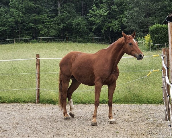 horse Donni (Oldenburg, 2012, from Danone 4)