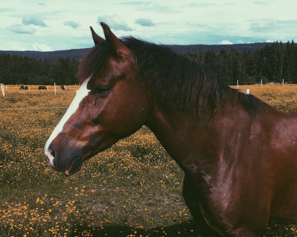 horse Con Carne (German Riding Pony, 2007, from Campari)