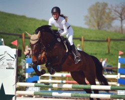 jumper Lauries Fleur 2 (Württemberger, 2008, from Le Champion)