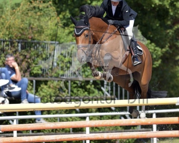 Zuchtstute Hoville (KWPN (Niederländisches Warmblut), 2012, von Inshallah de Muze)