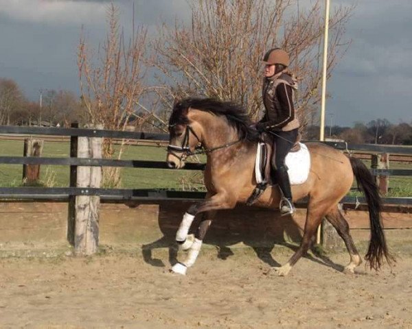 horse Chal Drogo (German Riding Pony, 2013, from Cassini)