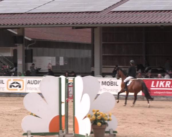 Torneo Equestre Ranshofen - Braunau am Inn 2026