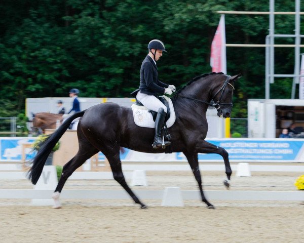 dressage horse Saint-etienne 3 (Oldenburg, 2015, from St. Schufro)