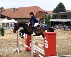 jumper Hotzenplotz 6 (Hanoverian, 2006, from Hochadel)