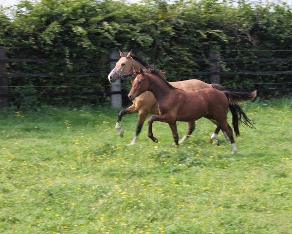horse Chefs Liebling (German Riding Pony, 2014, from Cassini)