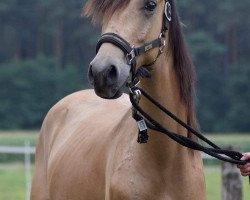 horse Hengst von Cassini / Big Boy V MF (German Riding Pony, 2018, from Cassini)