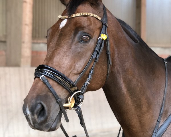 dressage horse Santa Fee 137 (Bavarian, 2002, from Seigneur d'Alleray xx)