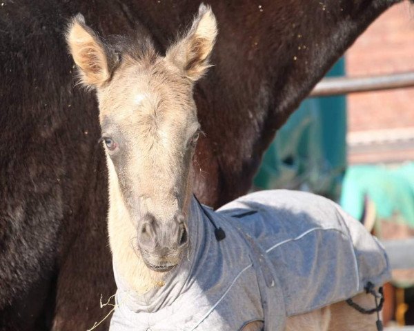 horse Stute von Cassini (German Riding Pony, 2019, from Cassini)