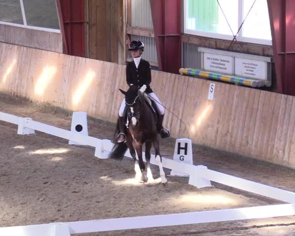 Torneo Equestre Süderlügum 2026