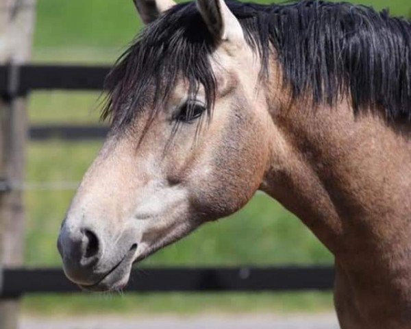 horse Clark LS (Westphalian, 2018, from Cassini)
