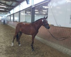 broodmare Comtess P (German Riding Pony, 2014, from Cassini)