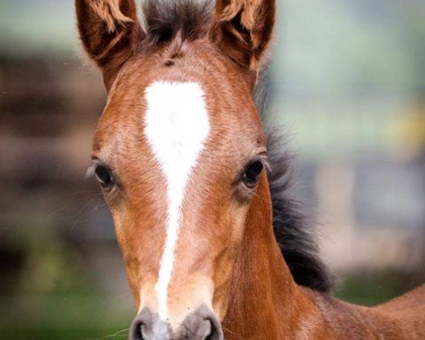 horse Carlo 383 (German Riding Pony, 2006, from Cassini)