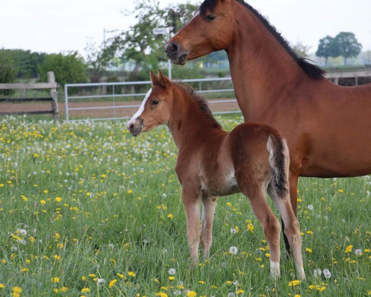 Pferd Stute von Cassini / Nabucco R (Deutsches Reitpony, 2019, von Cassini)