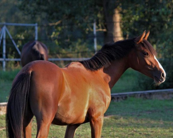 horse Hengst von Cassini / Matcho (German Riding Pony, 2019, from Cassini)