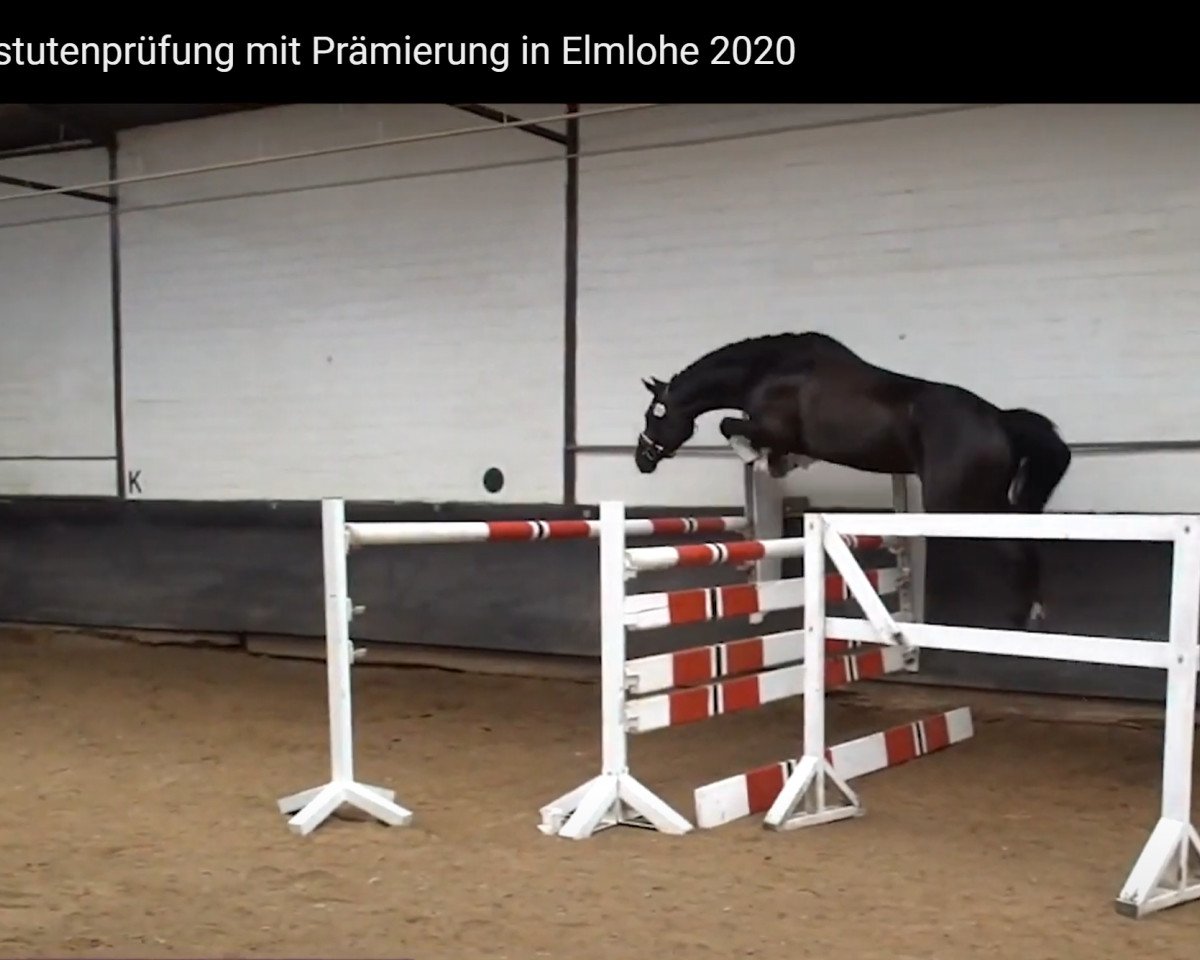 horse Diva Royal (Oldenburg show jumper, 2016, from Diatendro)