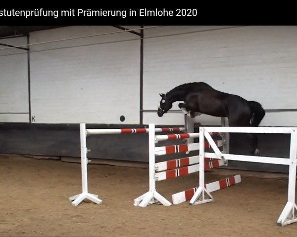 horse Diva Royal (Oldenburg show jumper, 2016, from Diatendro)