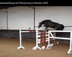 horse Diva Royal (Oldenburg show jumper, 2016, from Diatendro)