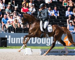 dressage horse Fürst Harlekin (Hanoverian, 2010, from Fürst Nymphenburg)