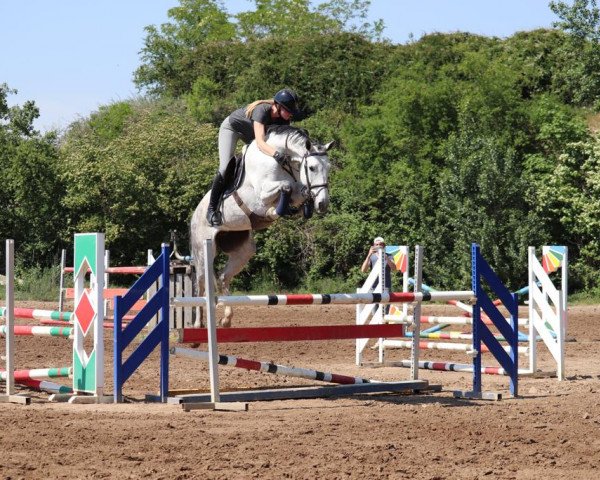 Springpferd Clamira 2 (Deutsches Sportpferd, 2012, von Clarimo Ask)