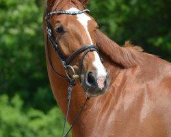 jumper Khaleesi AGM (Freiberger, 2016, from Ekimov Sitte)