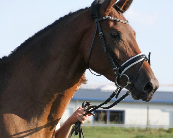 broodmare Hohwacht's Herzstück vom Schönbuch (Trakehner, 2016, from E.H. Millennium)