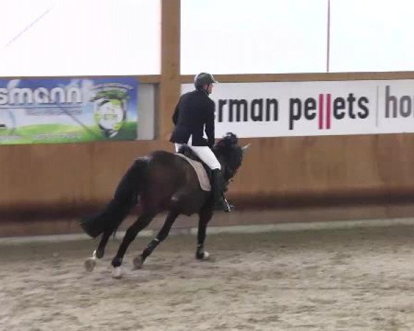 Springturnier Dettingen Late Entry 2015