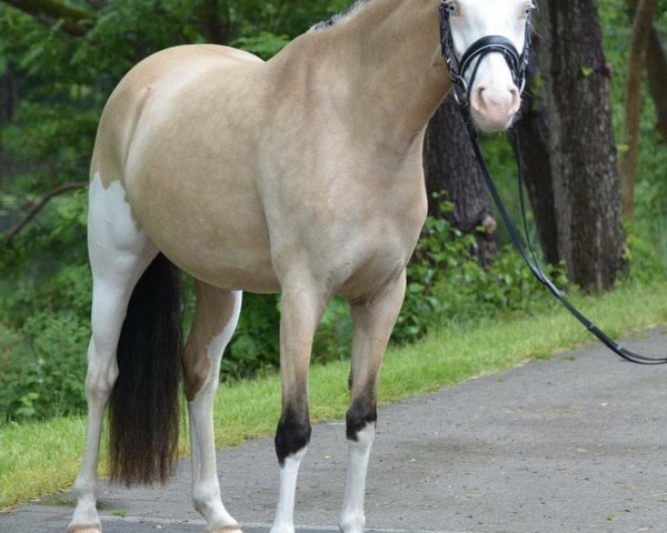 Zuchtstute I Candy Splash Ea WE (Deutsches Reitpony, 2016, von Black Eyes Peas)