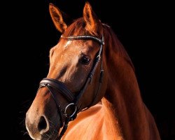 dressage horse Corroboree SB (Westphalian, 2010, from Camax L)