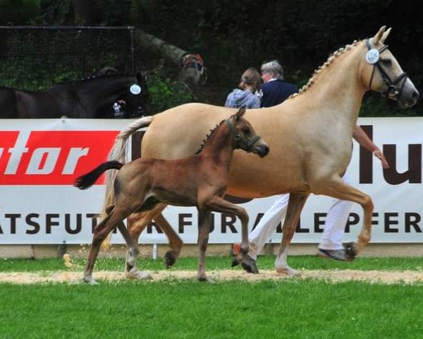 broodmare Celina (Rhinelander, 2002, from Cassini)