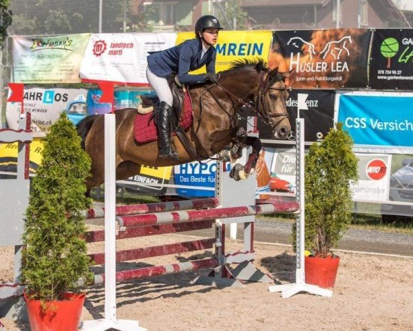 jumper Cassinis Herminze (German Riding Pony, 2012, from Cassini)