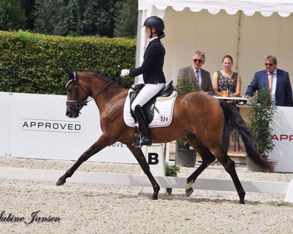 horse Candy Girl 75 (German Riding Pony, 2014, from Cassini)