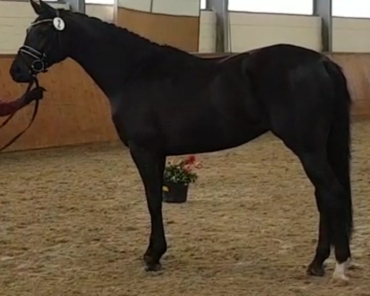 broodmare Finnessa (Hanoverian, 2017, from Finest)