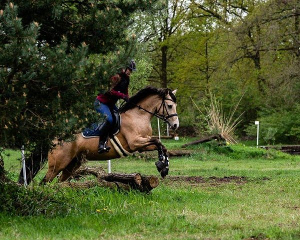 broodmare Calinka 54 (German Riding Pony, 2011, from Cassini)