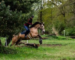 broodmare Calinka 54 (German Riding Pony, 2011, from Cassini)