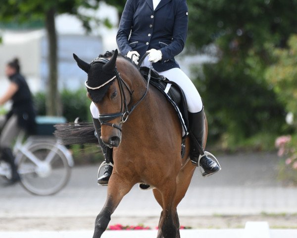 dressage horse Voice of Germany 3 (German Riding Pony, 2013, from Vasco)