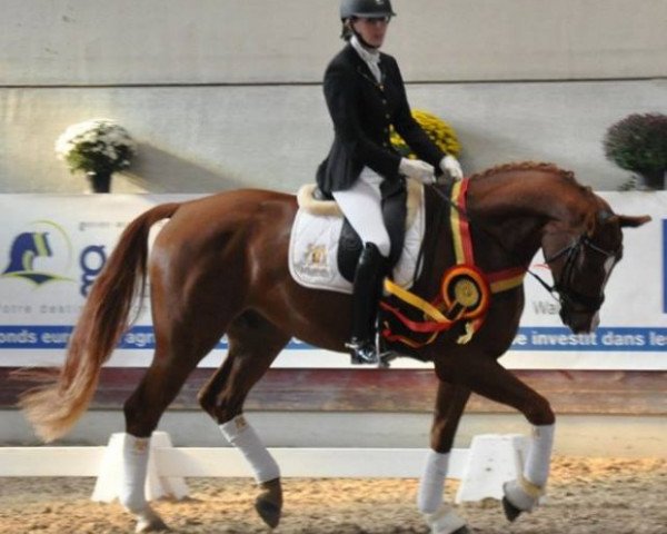 dressage horse Basali (Hanoverian, 2011, from Belissimo NRW)