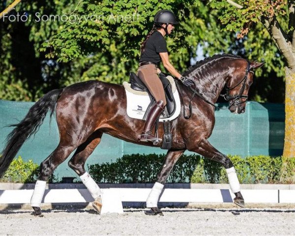 Pferd Viva la Vie (Westfale, 2016, von Veneno)