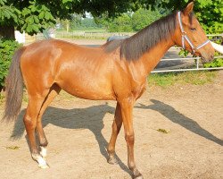 Pferd Miraculous (Holsteiner, 2019, von Numero Uno)