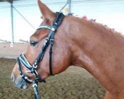 broodmare Dahlia 42 (German Riding Pony, 2011, from FS Dali)