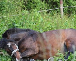 jumper Lucky Strike 95 (Pony without race description, 2001)