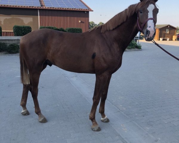 Pferd Baron von Berghs (Westfale, 2018, von Blue Hors Baron)