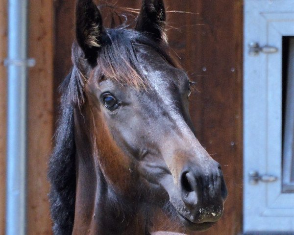 horse Melferergut's DARDANOS (Oldenburg, 2016, from Dante Weltino Old)