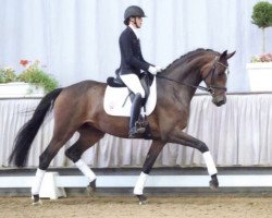 Pferd Sinfonie (Westfale, 2016, von Sir Heinrich OLD)