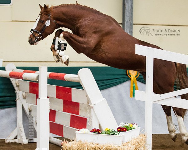 jumper Fabriano S (Zweibrücken, 2013, from Furejev)