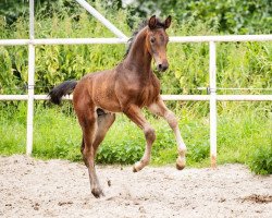 Pferd High Expectation (Westfale, 2019, von VDL Harley)