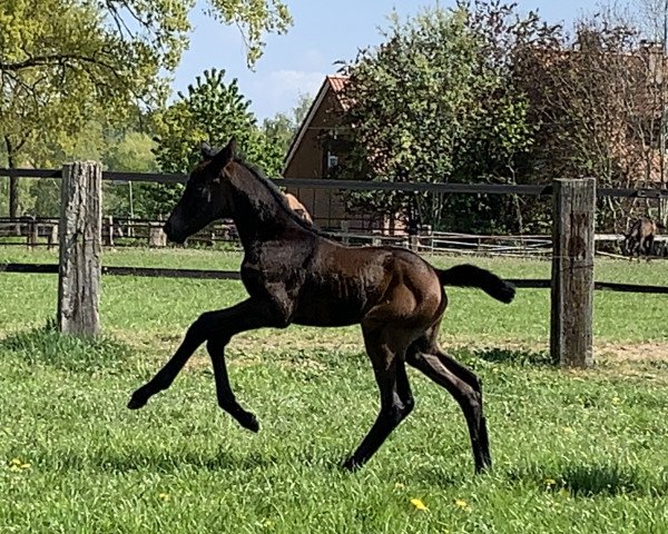 jumper Checkness (Hanoverian, 2020, from K.i Checkter) jumper Checkness (Hanoverian, 2020, from K.i Checkter)