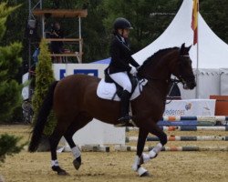 Dressurpferd Monroy (Pura Raza Espanola (PRE), 2010)