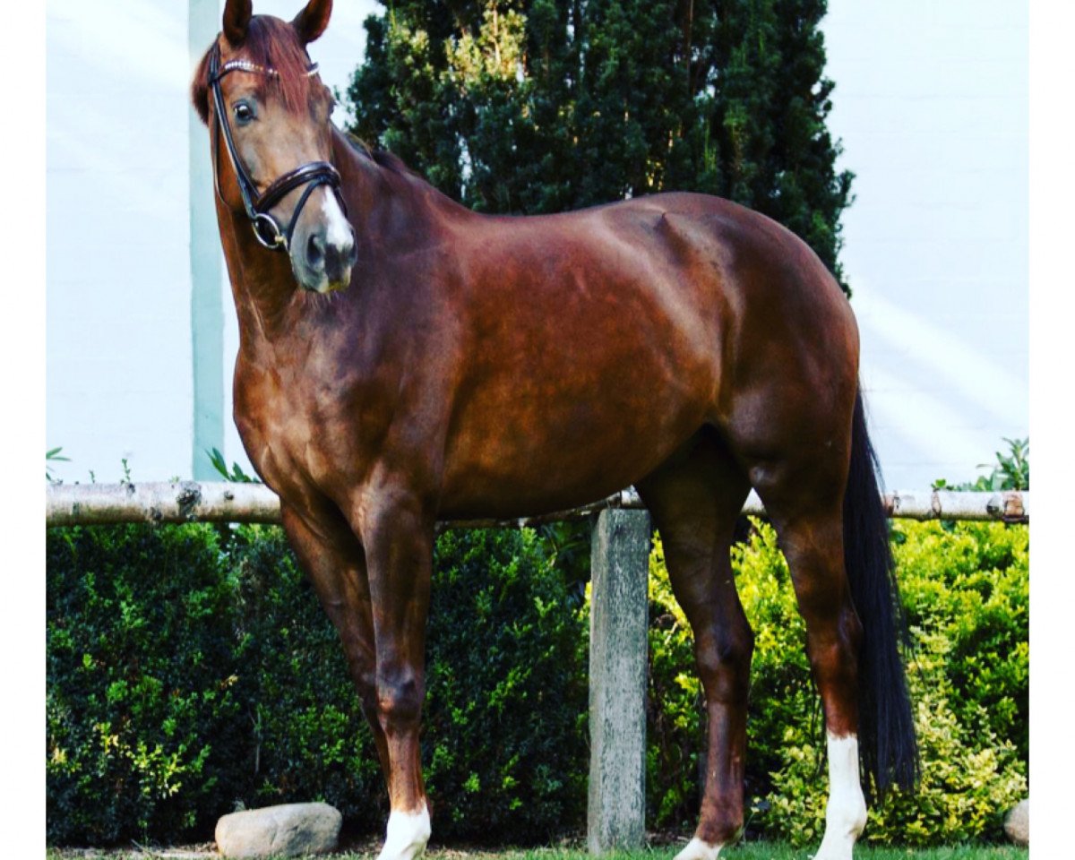 Dressurpferd Don Florentino (Hannoveraner, 2013, von Don Frederic 3)