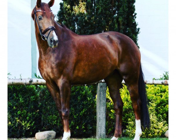 dressage horse Don Florentino (Hanoverian, 2013, from Don Frederic 3)
